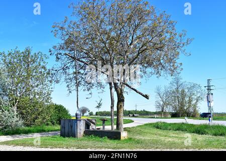 Österreich, Rastplatz am traditionellen alten Ziehbrunnen und Weinfelder im Nationalpark Neusiedler See-Seewinkel und Walnussbaum mit seinem ersten Shoo Stockfoto