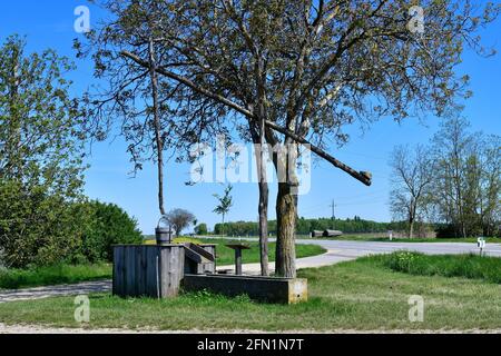 Österreich, Rastplatz am traditionellen alten Ziehbrunnen und Weinfelder im Nationalpark Neusiedler See-Seewinkel und Walnussbaum mit seinem ersten Shoo Stockfoto