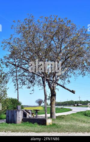 Österreich, Rastplatz am traditionellen alten Ziehbrunnen und Weinfelder im Nationalpark Neusiedler See-Seewinkel und Walnussbaum mit seinem ersten Shoo Stockfoto