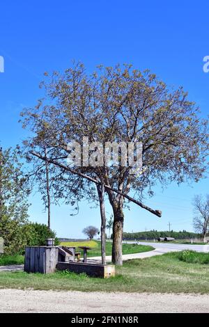 Österreich, Rastplatz am traditionellen alten Ziehbrunnen und Weinfelder im Nationalpark Neusiedler See-Seewinkel und Walnussbaum mit seinem ersten Shoo Stockfoto