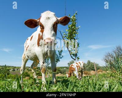 Junge Kuh im hellen Sonnenlicht. Junger Bulle mit einer eisernen Kette im Hintergrund. Ländliche Landschaft mit blauem Himmel. Züchten von Rindern. Stockfoto