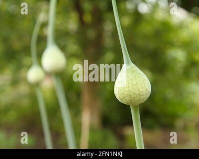Nahaufnahme Pfeile von Knoblauch vor der Blüte mit verschwommenem Hintergrund. Geringe Schärfentiefe. Stockfoto