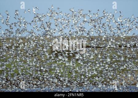 Knoten - Flut Roost Calidris Canutus Snettisham RSPB Reserve Norfolk, Großbritannien BI006486 verlassen Stockfoto