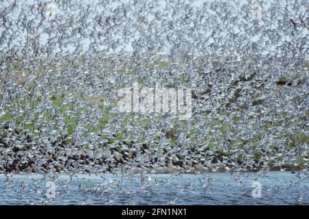 Knoten - Flut Roost Calidris Canutus Snettisham RSPB Reserve Norfolk, Großbritannien BI006487 verlassen Stockfoto