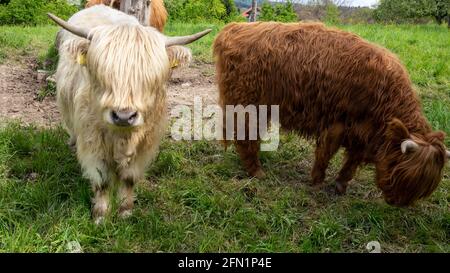 Highlander züchten weiße und rote Haarkuh auf der Wiese mit frischem Grüngras Portrait. Gegenüberliegende Kamera. Stockfoto