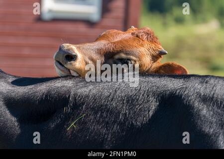 FLO, NORWEGEN - 2020. AUGUST 10. Kuh ist neugierig und schaut über den Rücken einer anderen Kuh. Stockfoto