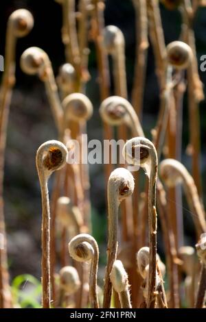 Königlicher Farn, Osmunda regalis junge Wedel, die sich im Frühlingsfarn entfalten, schießen neue Frühlingssprosse Stockfoto