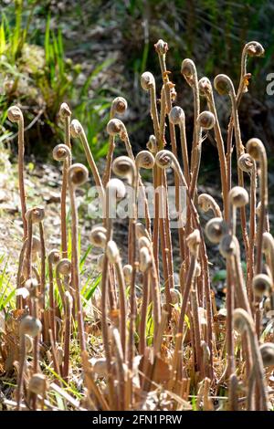 Königlicher Farn, Osmunda regalis junge Fronds, die sich in Frühjahrsszenarien entfalten Stockfoto