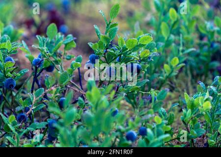 FLO, NORWEGEN - 2020. AUGUST 10. Wilde Heidelbeere im Wald mit Wassertropfen auf. Stockfoto