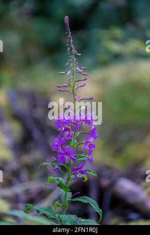 FLO, NORWEGEN - 2020. AUGUST 10. Willow Herb - Chamaenerion Angustifolium. Der Fokus liegt auf einzelnen Blumen. Stockfoto