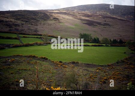 Bauer füttert seine Schafe auf Mount Leinster, County Carlow, Irland, Europa Stockfoto