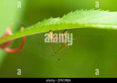 Selektiver Fokus auf ein paar kleine Spinnen unter einem Blatt im Garten bei Mangalore in Karnataka, Indien. Stockfoto