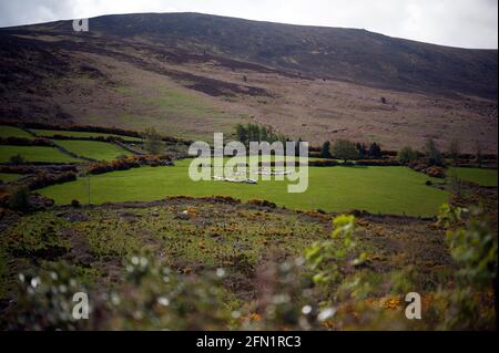 Bauer füttert seine Schafe auf Mount Leinster, County Carlow, Irland, Europa Stockfoto