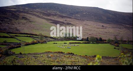 Bauer füttert seine Schafe auf Mount Leinster, County Carlow, Irland, Europa Stockfoto