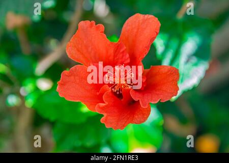 Rote Hibiskusblüte (rosa sinensis), mit grünem Blatthintergrund Stockfoto