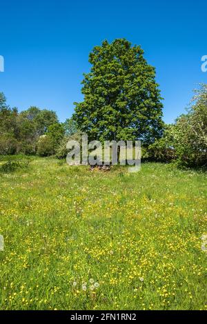 Wiese Butterblume Blumen und ein üppiger Baum auf einem Wiese Stockfoto