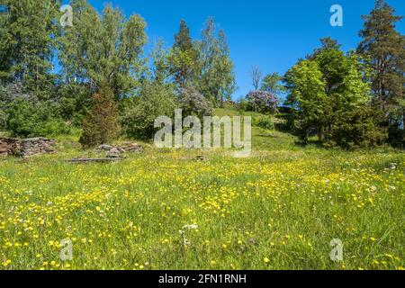 Blühende Sommerwiese mit wilden Blumen in einer wunderschönen Landschaft Stockfoto