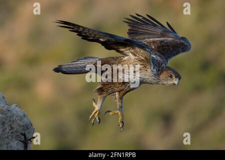 Bonellis Adler (Aquila fasciata) in den östlichen Pyrenäen, Frankreich Stockfoto