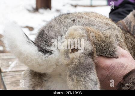 Die Pododermatitis beim Kaninchen auf der Pfote ist eine Krankheit, die Dermatitis, die entzündeten Hühneraugen mit der eitrigen Wunde, des Eims. Krankheit von Hauskaninchen und Nutzkaninchen Stockfoto