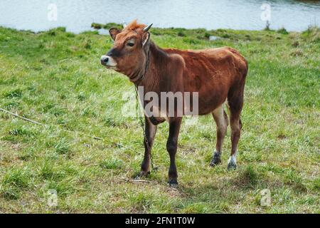 Braunes Kalb, auf der Wiese mit grünem Gras verkettet. Junger kastanienfarbener Bulle grast auf der Weide in der Nähe des Teich Stockfoto
