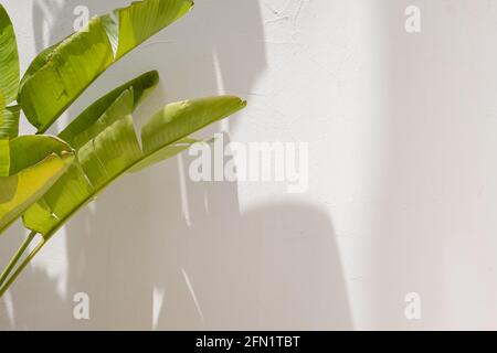 Grüne tropische Bananenpalme Blätter über der weißen Wand mit Schatten Stockfoto