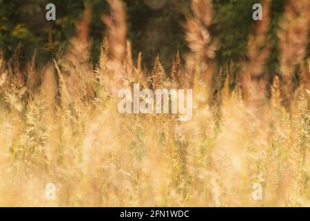 Feld von indischem Gras (Sorghastrum nutans) in Virginia, USA Stockfoto