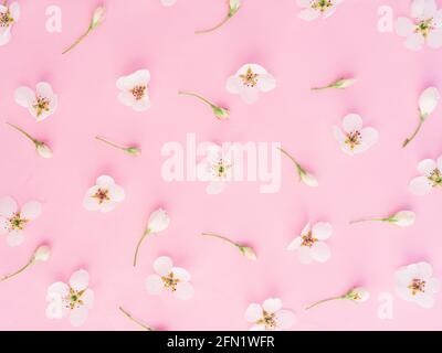 Schönes Muster aus weißen Blumen auf rosa Hintergrund. Frühlingskonzept, Frühlingshintergrund Stockfoto