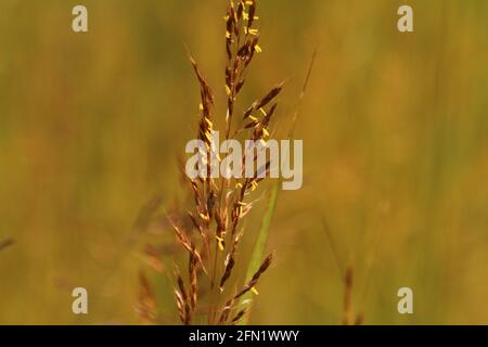 Nahaufnahme von blühendem indischem Gras (Sorghastrum nutans) Stockfoto