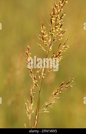 Nahaufnahme von blühendem indischem Gras (Sorghastrum nutans) Stockfoto