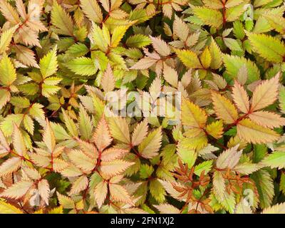 Astilbe verlässt den Hintergrund während der Frühjahrsblütensaison im Mai, Stockfoto Stockfoto