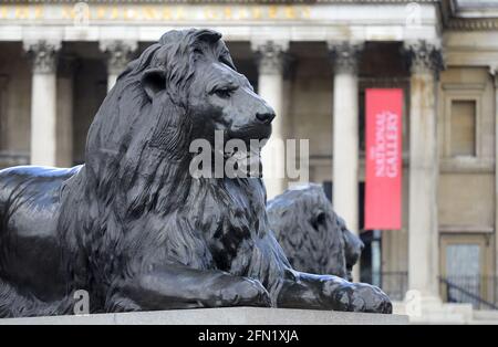 London, England, Großbritannien. Trafalgar Square: Einer der vier 'Landseer Lions' (Edwin Landseer: 1867) um den Fuß der Nelson's Column - National Gallery i Stockfoto