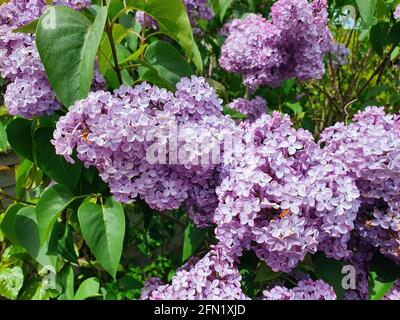 Flieder (syringa) eine frühlingsblühende Strauchpflanze mit einer violetten Frühlingsblume, Stockfoto Stockfoto