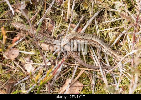 Paarungsverhalten bei gemeinsamen (viviparösen) Eidechsen (Zootoca vivipara). Männliches Tier, das das Weibchen im Mai im Mund hält, Surrey Heathland, Großbritannien Stockfoto