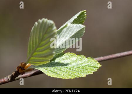 Weißbeam-Baum (Sorbus Aria), Nahaufnahme von häufigen Weißbeam-Blättern im Frühjahr, Großbritannien. Stockfoto