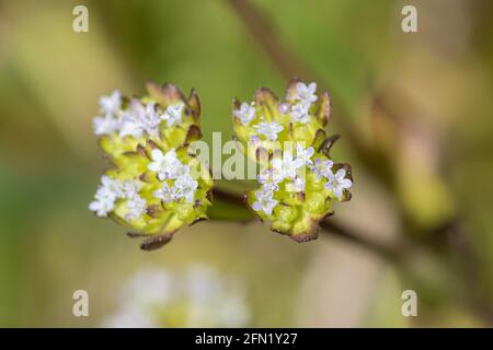 Gewöhnlicher Maissalat (Valerianella locusta agg.) in Blüte im Mai, Großbritannien Stockfoto