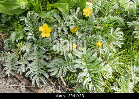 Silberweed (Potentilla anserina), eine kriechende mehrjährige Pflanze aus der Familie der Rosaceae mit gelben Blüten im Mai, Großbritannien Stockfoto