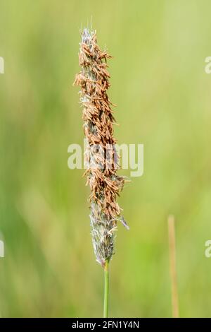 Wiesenfuchsschwanz (Alopecurus pratensis), eine mehrjährige Grasart, die auf feuchten Wiesenhabitaten in Oxfordshire, Großbritannien, wächst Stockfoto