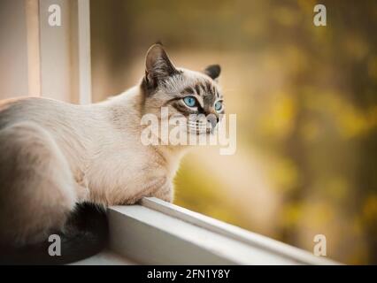 Ein süßes gestreiftes Thai-Kätzchen liegt auf einer weißen Fensterbank nahe einem offenen Fenster und schaut mit Interesse einen Sommertag an. Ein Haustier. Stockfoto