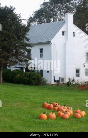 Kürbisse auf dem Rasen eines Hauses in Virginia, USA. Einrichtung im Herbst/Erntedankfest. Stockfoto