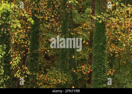 Wälder im Herbst in Virginia, USA. Immergrüner Efeu um Baumstämme. Stockfoto