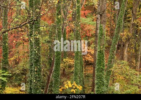 Wälder im Herbst in Virginia, USA. Immergrüner Efeu um Baumstämme. Stockfoto