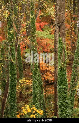 Wälder im Herbst in Virginia, USA. Immergrüner Efeu um Baumstämme. Stockfoto