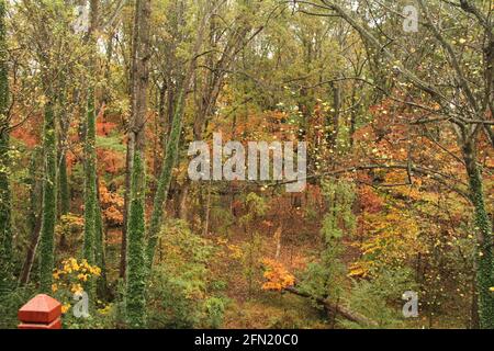 Wälder im Herbst in Virginia, USA. Immergrüner Efeu um Baumstämme. Stockfoto