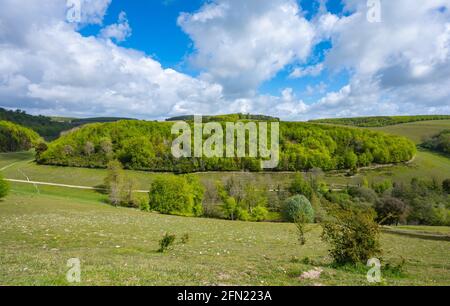 Box Copse Wälder im Arundel Park, South Downs National Park, einem Gebiet von außergewöhnlicher natürlicher Schönheit und von besonderem wissenschaftlichen Interesse in West Sussex, Großbritannien. Stockfoto