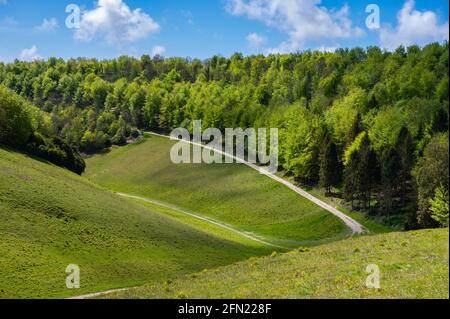 Michael's Beeches Woodland, ein Waldgebiet in der hügeligen britischen Landschaft im Frühling im Arundel Park, South Downs National Park, West Sussex, Großbritannien. Stockfoto