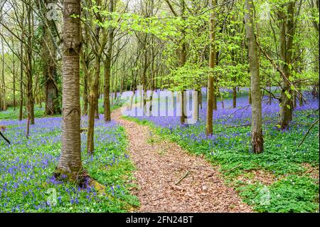 Ein Fußweg führt durch einen Wald mit bluebelltem Waldboden in der Nähe von Walstead in West Sussex, England. Stockfoto