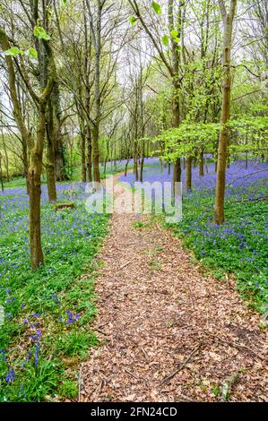 Ein Fußweg führt durch einen Wald mit bluebelltem Waldboden in der Nähe von Walstead in West Sussex, England. Stockfoto