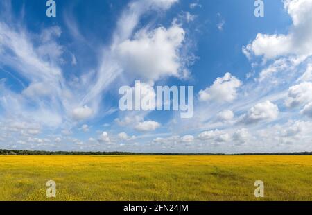 Coreopsis oder Tickseed Wildblumen im Big Flats Bereich von Myakka River State Park in der US-amerikanischen Stadt Stockfoto