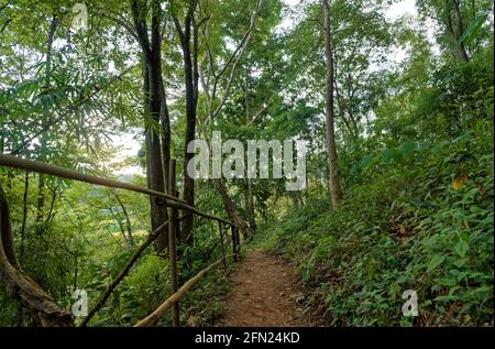 Wanderweg in den Wald in Wang Sila lang, Nan, Thailand. Trekkingaktivitäten im üppigen Wald Stockfoto