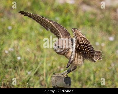 Eingrabende Eule landet auf Barsch in Cape Coral in Florida USA Stockfoto